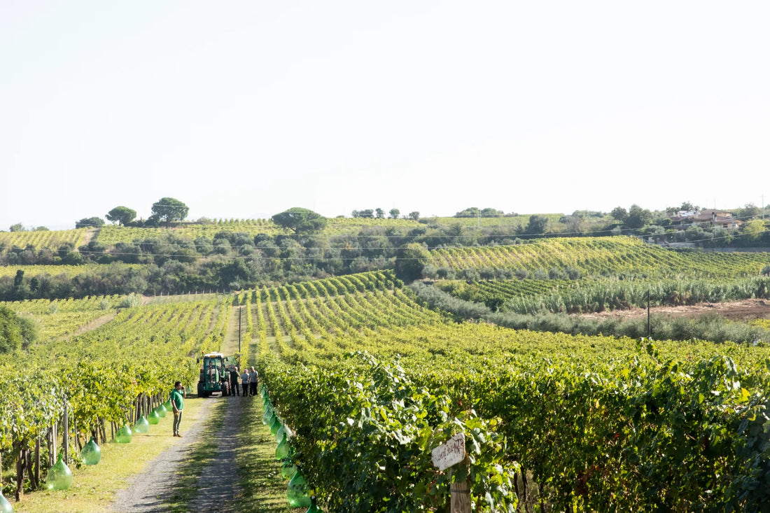 De Sanctis - Vineyard Stay and Tasting for 2