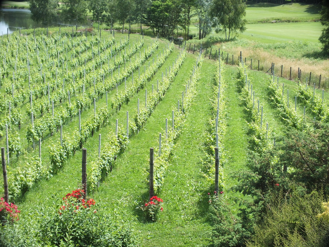 Bersano - Tasting 5 wines "Our History"