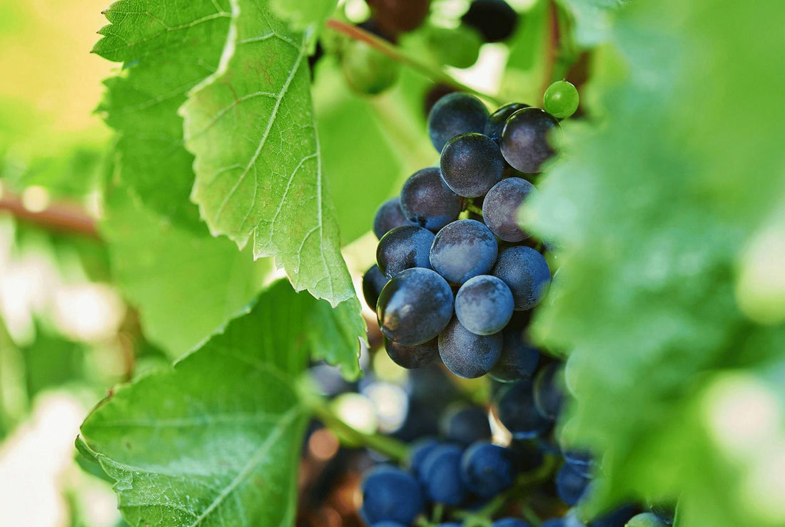 Baglio Ingardia - FULL WINE TASTING 6 VINI Sicilia Baglio Ingardia