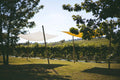 Az. Agricola Manuelina - Premium tasting