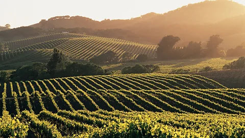 Soggiorno Luxury in Wine Resort - Italia Wineries Experience