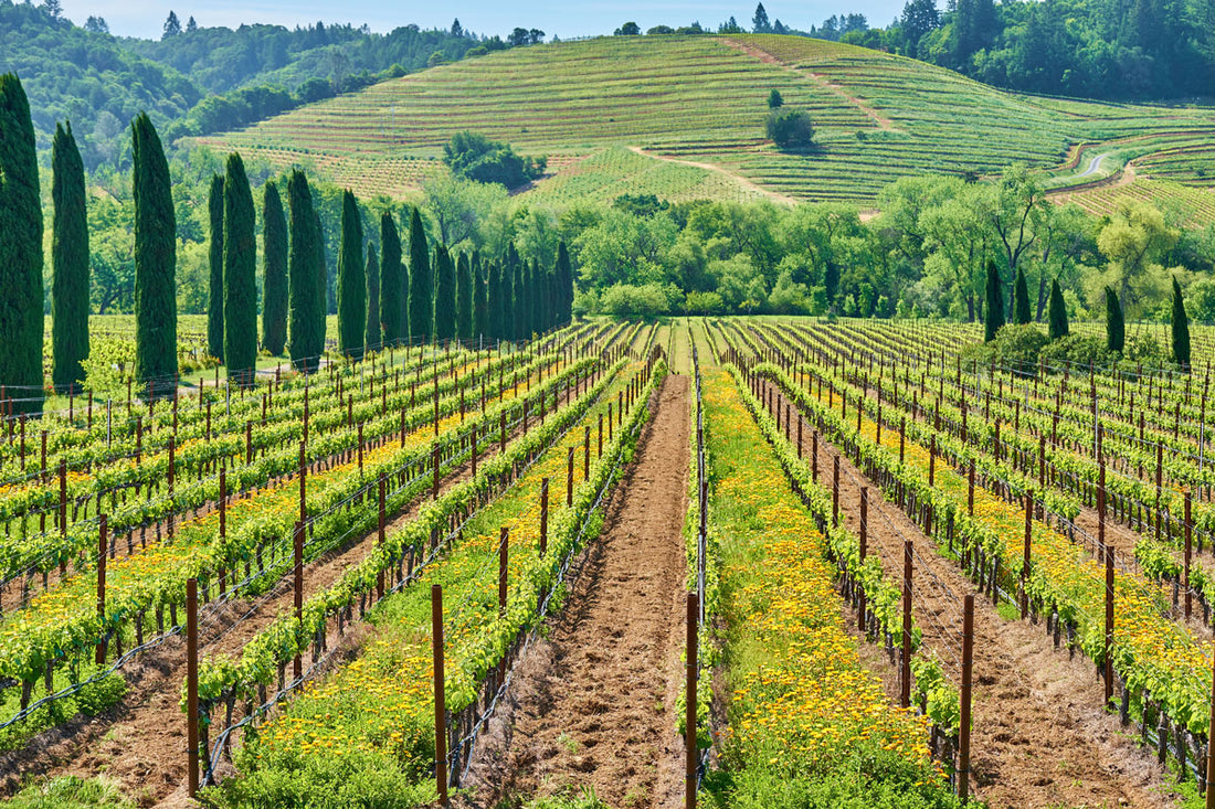 Soggiorno & Degustazione in Wine Resort - Sardegna Umbria Umbria