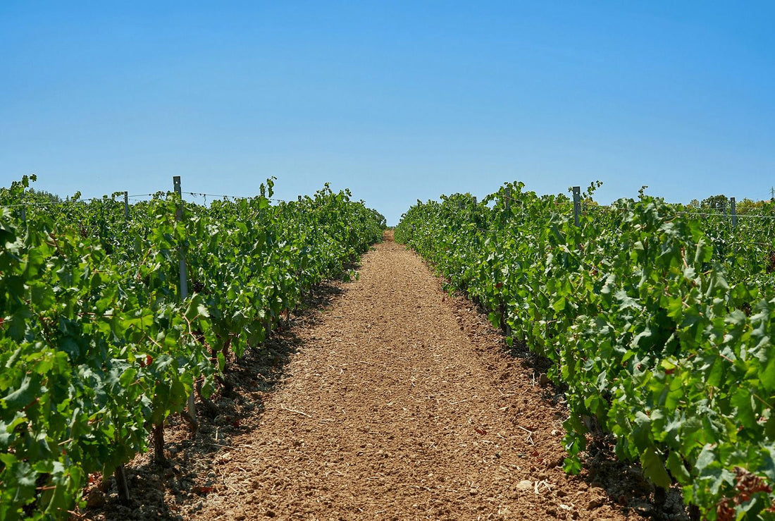 Baglio Ingardia - FULL WINE TASTING 6 VINI Sicilia Baglio Ingardia