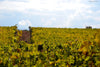 Tassarolo Castle - Wine Only