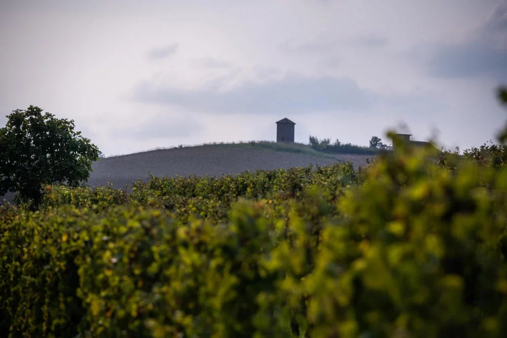 Azienda Agricola AleMat - 3 Vini + Tagliere Piemonte Azienda Agricola AleMat