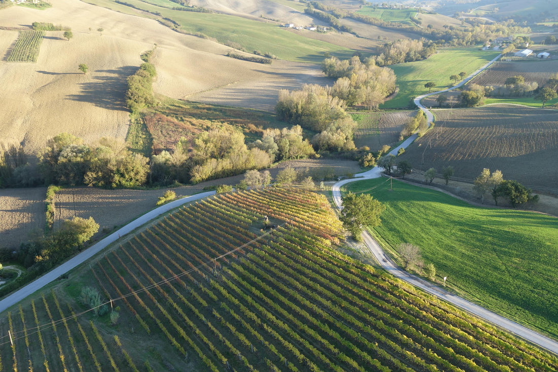 Colleonorato - Degustazione Classica Marche Colleonorato