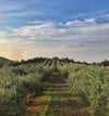 Macchiabuia - Lunch and Tasting 4 courses