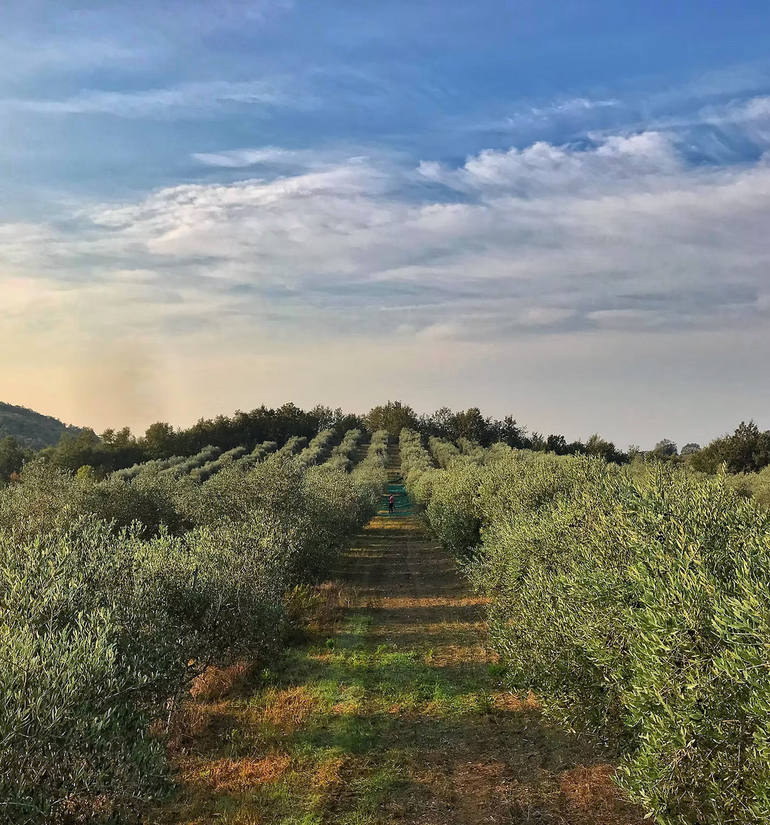 Macchiabuia - Cena e Degustazione 4 portate Toscana Macchiabuia