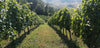 La Bandina - VIP Experience Tasting