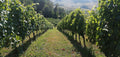 La Bandina - VIP Experience Tasting