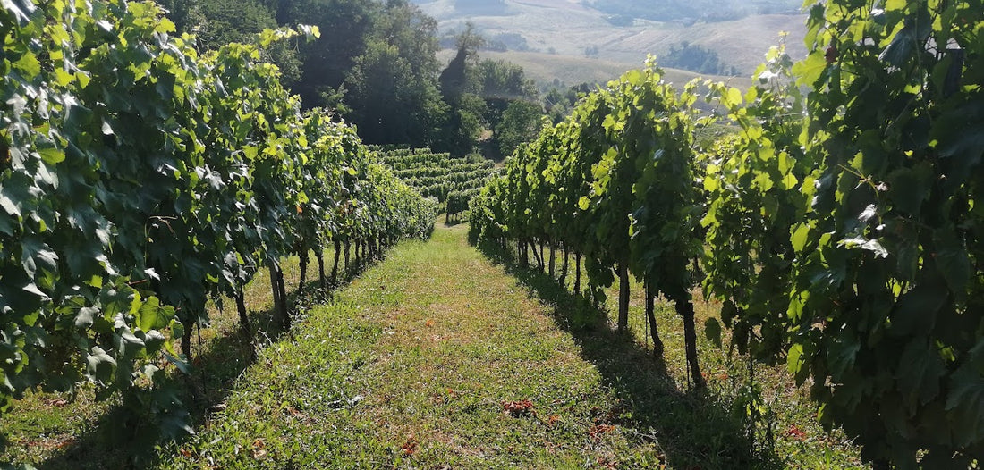 La Bandina - Lunch tasting e tour Emilia Romagna La Bandina