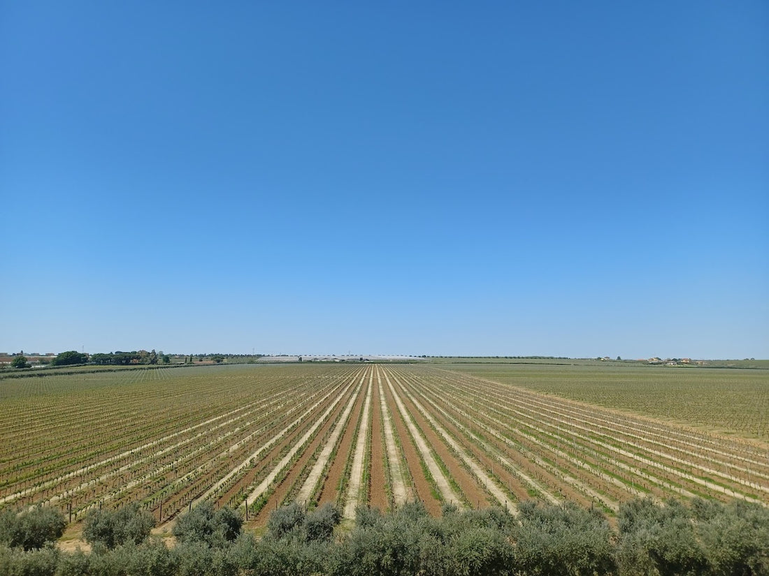 Casale del Giglio - Degustazione vino Classica Lazio Casale del Giglio