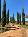 Augustali - In Sicily between vineyards and cellar
