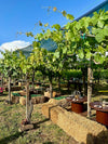 Cantina Costantini - Prestige Tasting
