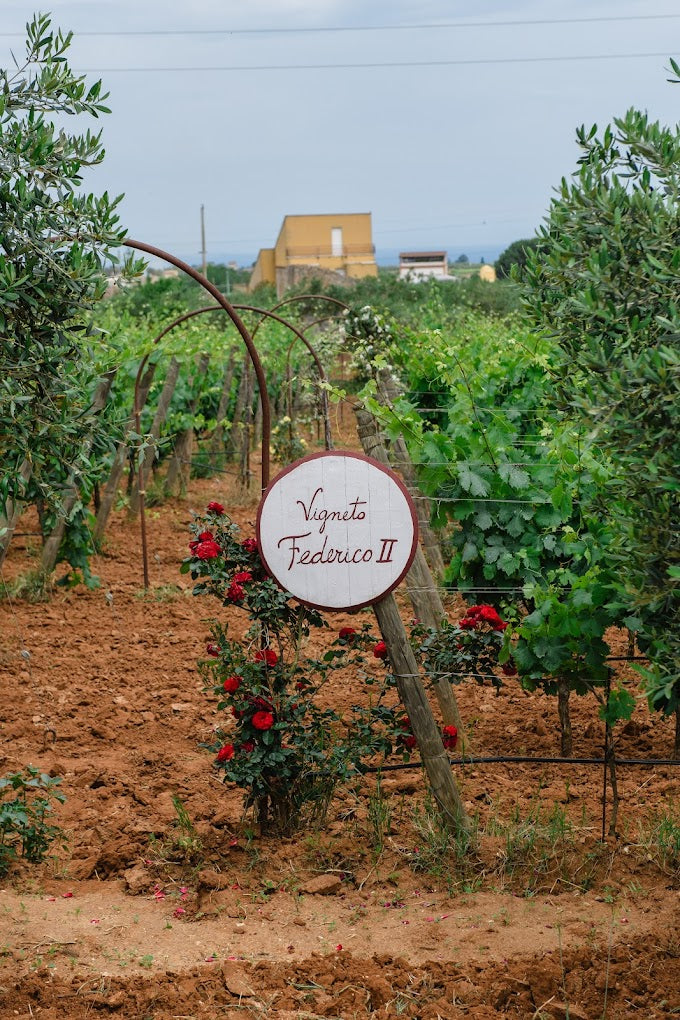Augustali - Natura, cibo e vino Sicilia Augustali