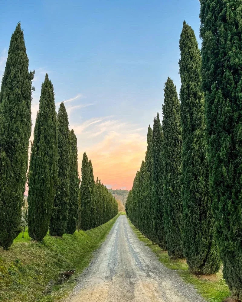 Tenuta di Pietra Porzia - Soggiorno, Degustazione e Massaggio Lazio Tenuta di Pietra Porzia