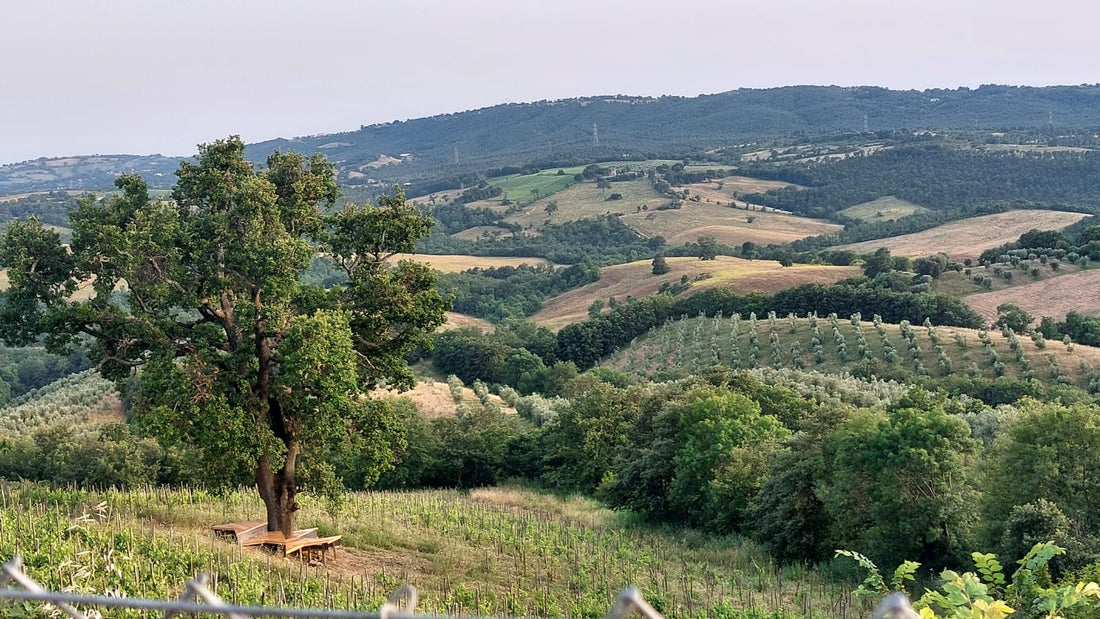 Fattoria La Maliosa - Picnic in vigna sotto la Grande Quercia Toscana Fattoria La Maliosa