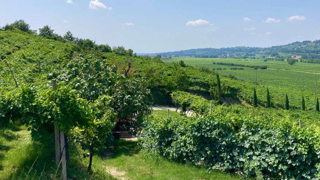 Falezze - Soggiorno & Degustazione Veneto Falezze