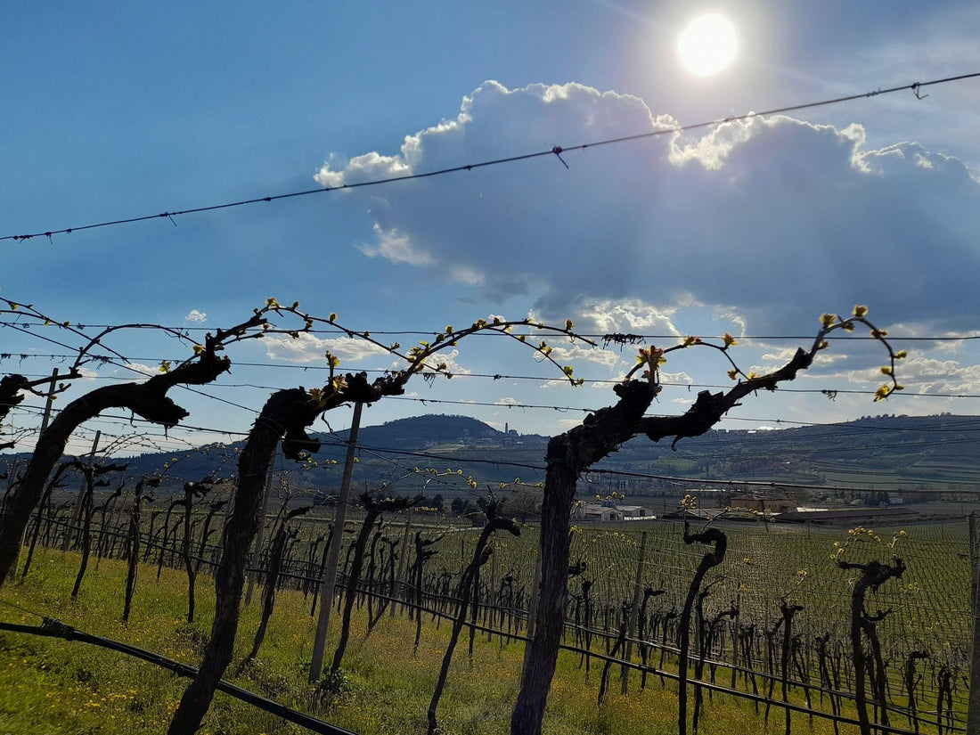 Falezze - Soggiorno & Degustazione Veneto Falezze