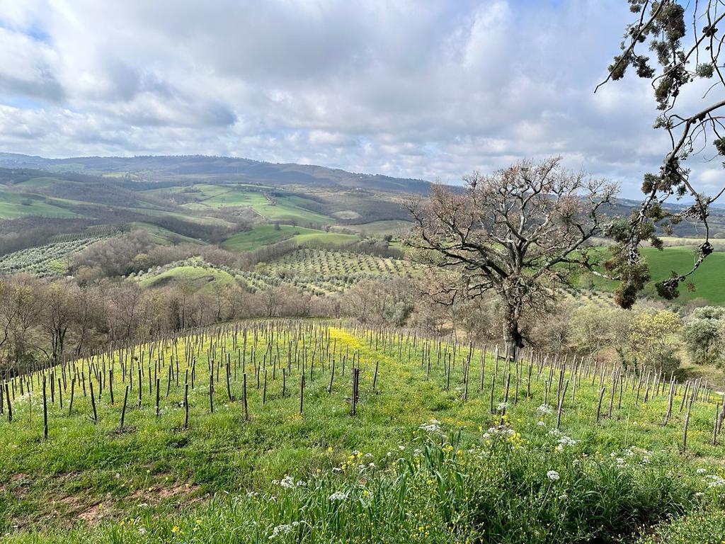 Fattoria La Maliosa - Picnic su Skydeck con vista a 360° Toscana Fattoria La Maliosa