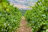 Baglio Ingardia - Oil, Wine and Family Traditions