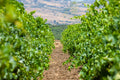 Baglio Ingardia - Oil, Wine and Family Traditions