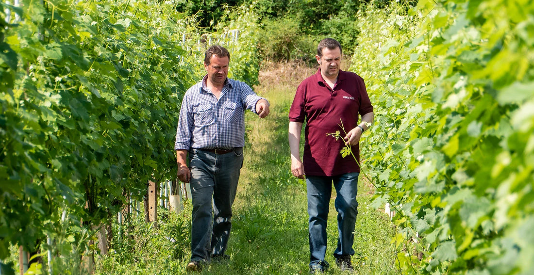 Poderi Vaiot - Degustazione Completa Piemonte Poderi Vaiot