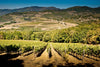 Tenuta Bossi - Degustación de 3 vinos toscanos