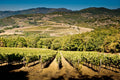 Tenuta Bossi - Degustación de 3 vinos toscanos