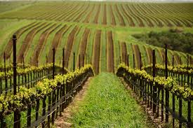Soggiorno Luxury in Wine Resort - Toscana Wineries Experience