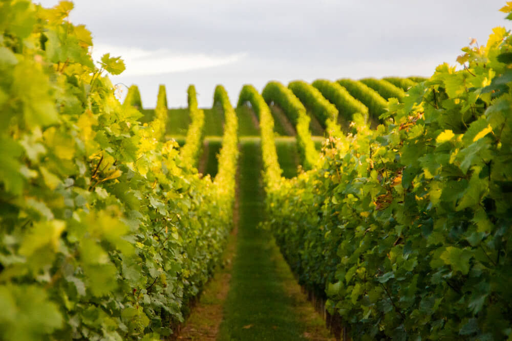 La Piotta - Degustazione 4 Vini Lombardia La Piotta