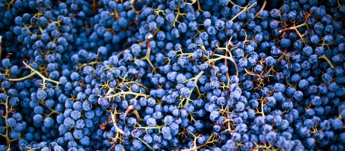 Macchiabuia - Cena e Degustazione 4 portate Toscana Macchiabuia