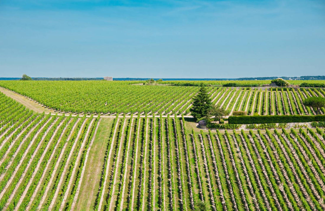 Soggiorno Luxury in Wine Resort - Sardegna Wineries Experience