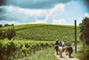 Marco carpineti - TERRA - Paseo a caballo + visita a las bodegas + degustación