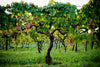 Casale Mattia - Tasting of 3 wines
