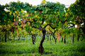 Casale Mattia - Tasting of 3 wines