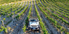 Bodega Torciano - Recorrido en Jeep por el viñedo