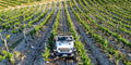 Bodega Torciano - Recorrido en Jeep por el viñedo