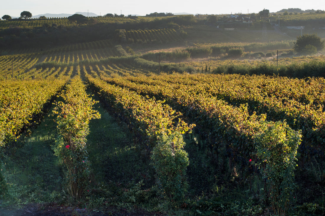 De Sanctis - Degustazione Vino Premium Lazio De Sanctis
