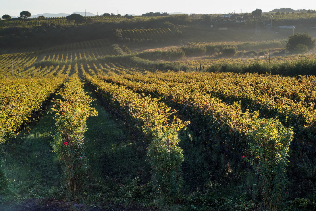 De Sanctis - Vineyard Stay and Tasting for 2