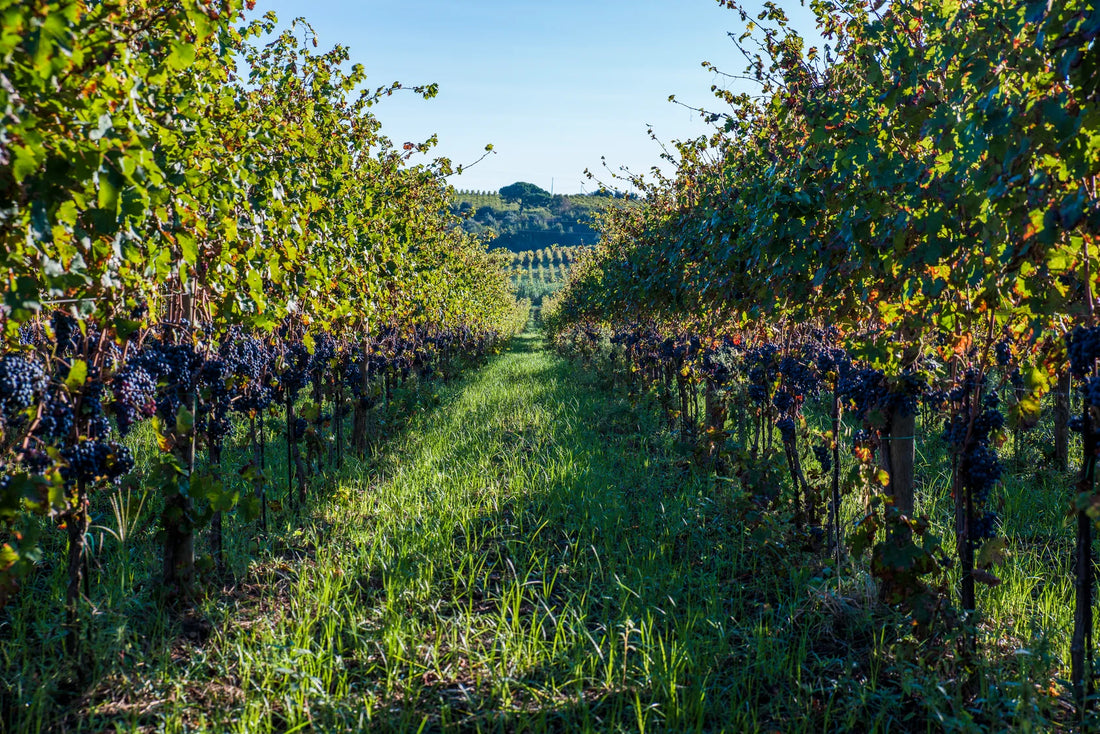 De Sanctis - Vineyard Stay and Tasting for 2