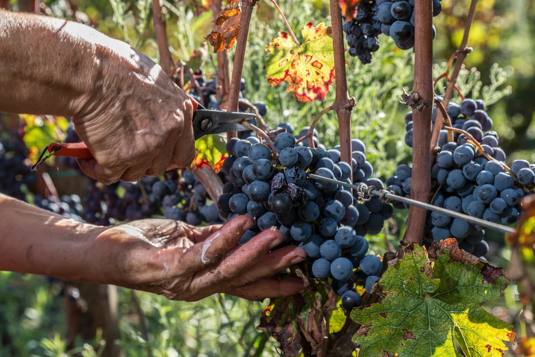 De Sanctis - Vineyard Stay and Tasting for 2