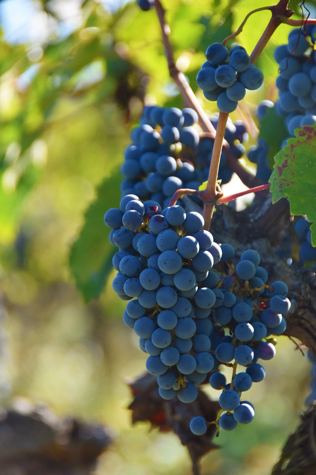 Badia di Morrona - Wine Tour e Degustazione Toscana Badia di Morrona