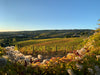 Castello di Corbara - A Thousand Hectares in a Glass