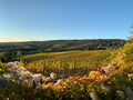 Castello di Corbara - A Thousand Hectares in a Glass