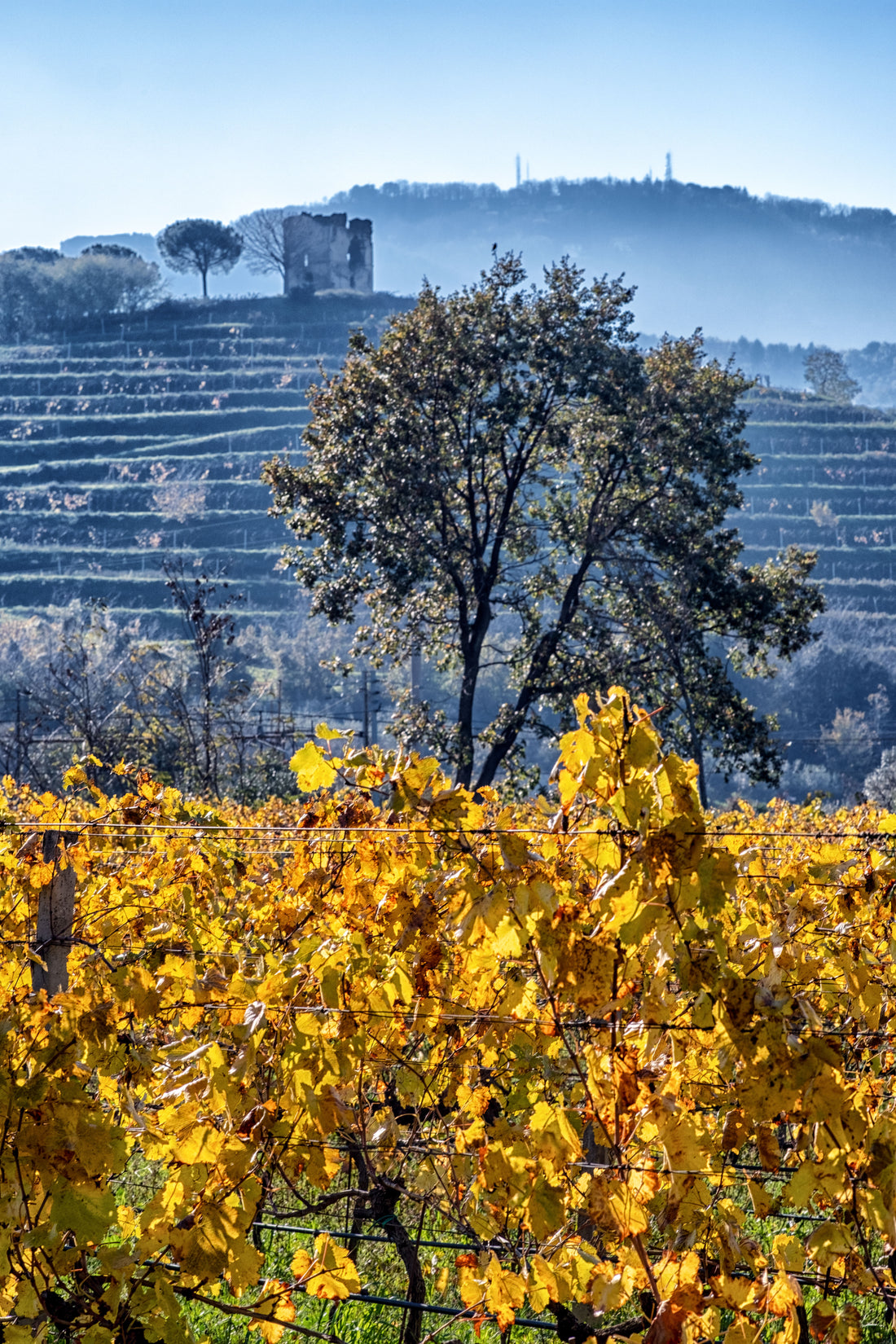Eredi dei Papi - Degustazione 3 Vini Lazio Eredi dei Papi