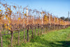 Heirs of the Popes - Tasting 4 Wines with Light Lunch
