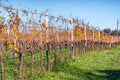 Heirs of the Popes - Tasting 4 Wines with Light Lunch