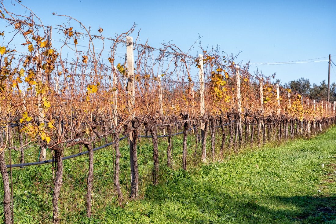 Eredi dei Papi - Degustazione 3 Vini Lazio Eredi dei Papi