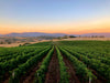 Gianluigi De Addis Winery - Between Vineyard and Cellar